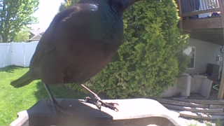 common grackle