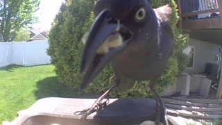 common grackle