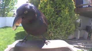 common grackle