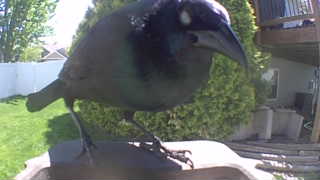 common grackle