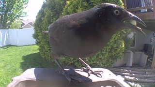 common grackle