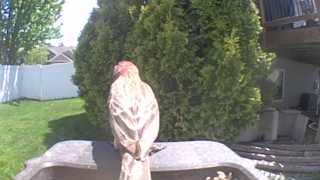 house finch