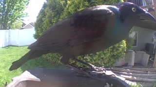 common grackle