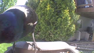 common grackle