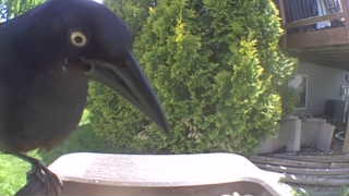 common grackle