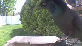 common grackle