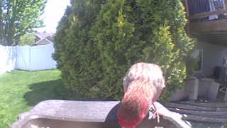 house finch