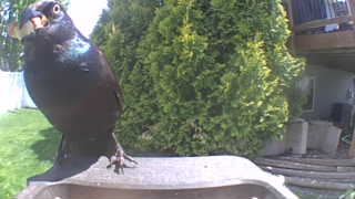 common grackle