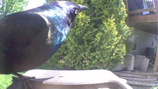 common grackle