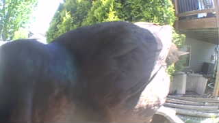 rock dove