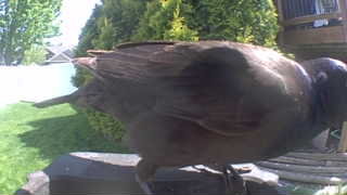 brown-headed cowbird