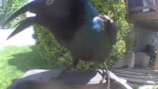 common grackle