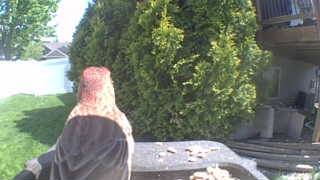 cooper's hawk