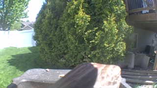 house sparrow