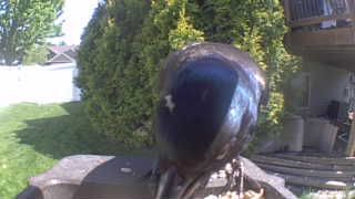 common grackle