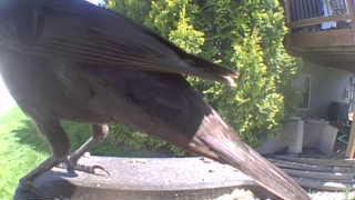 american crow