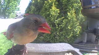 northern cardinal