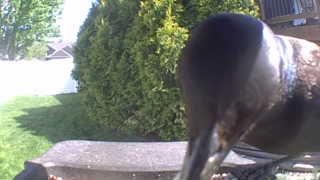 common grackle