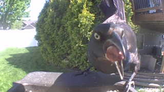 american crow