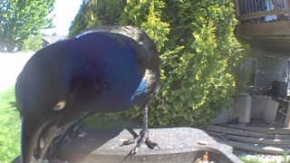 common grackle