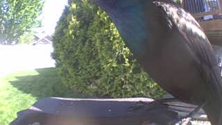 common grackle