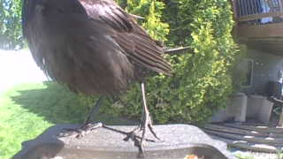 common grackle