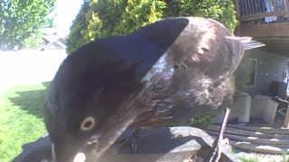 common grackle
