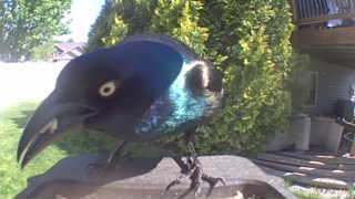common grackle