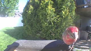 northern flicker