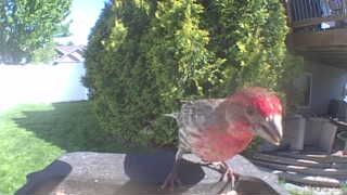 house finch