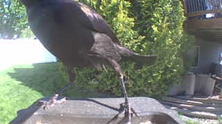 common grackle