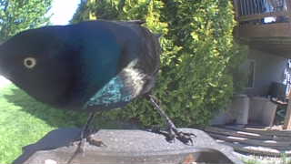common grackle