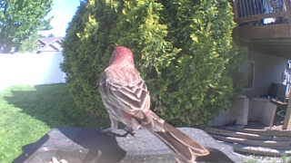 house finch