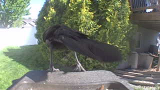 common raven