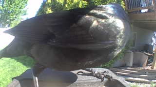american crow