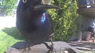 common grackle