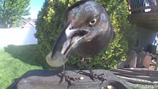 common grackle