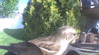 american tree sparrow
