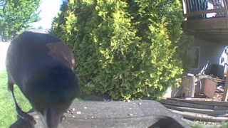 american crow