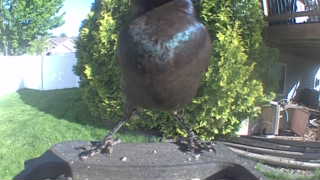 common grackle