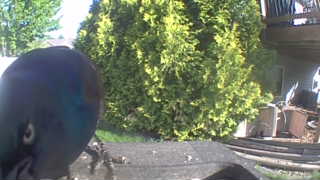 common grackle