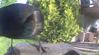 common grackle