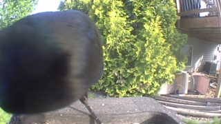 common grackle