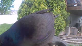 common grackle