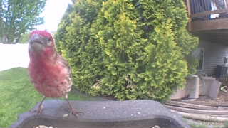 house finch
