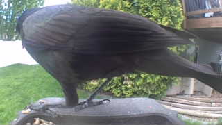 american crow