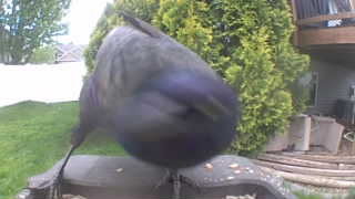 common grackle