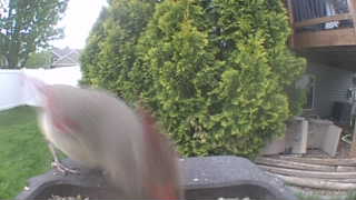 northern cardinal