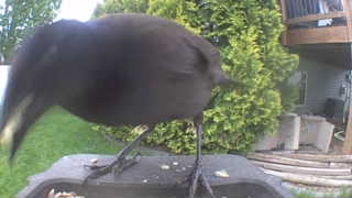 european starling