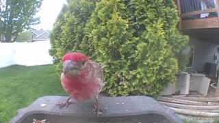 house finch